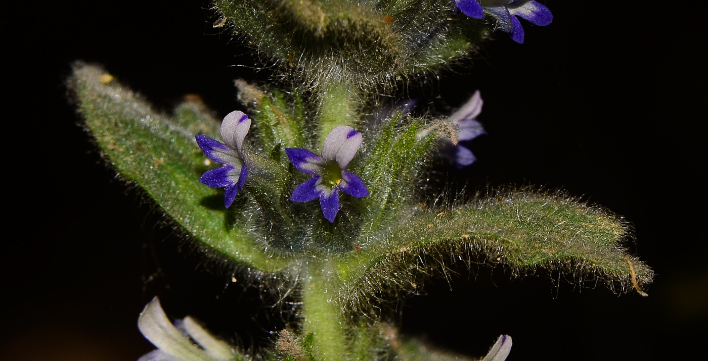 Image of Ajuga orientalis specimen.