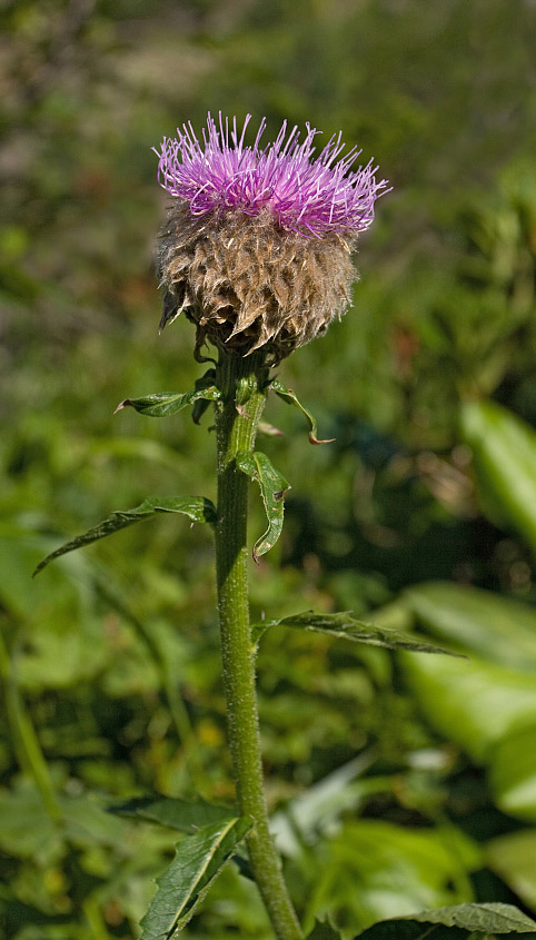 Изображение особи Stemmacantha carthamoides.