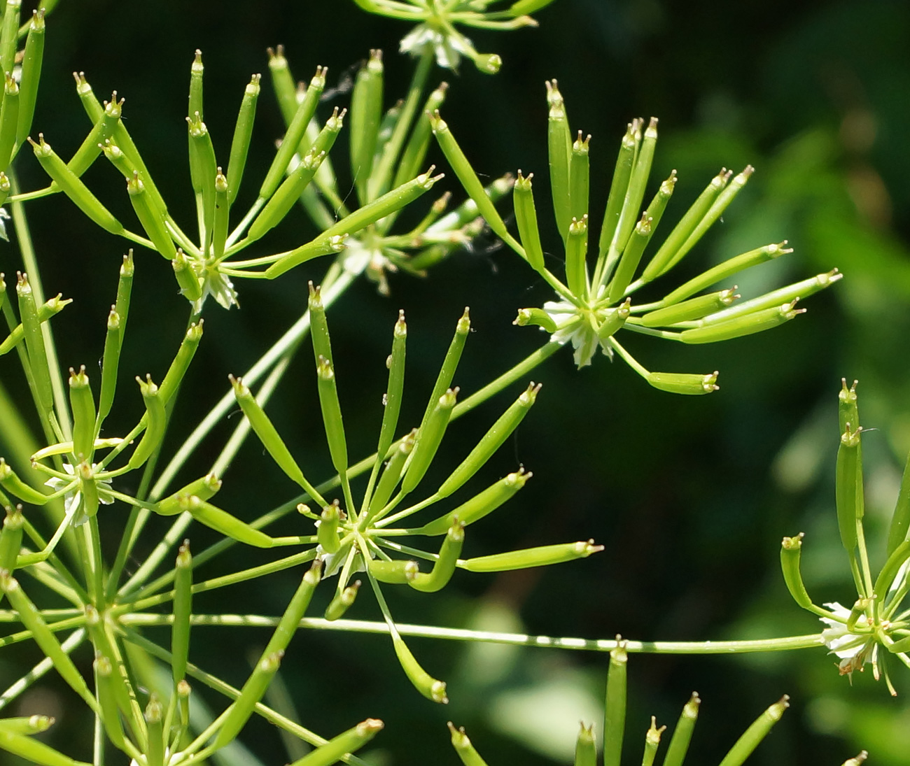 Изображение особи Chaerophyllum prescottii.