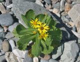 Senecio pseudoarnica. Цветущее растение. Приморье, бухта Русская, каменистый пляж. 25.08.2015.