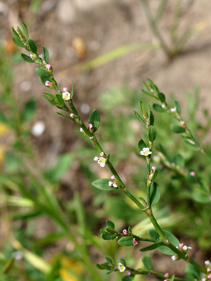 Изображение особи Polygonum aviculare.