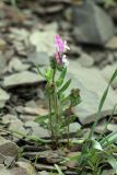 Lamium amplexicaule. Цветущее растение. Южный Казахстан, Сырдарьинский Каратау, р-н перевала Куюк. 13.04.2015.