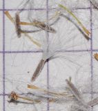 Image of taxon representative. Author is Татьяна Мальчинская