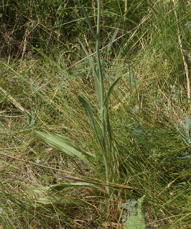 Изображение особи Pilosella procera.