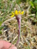 Tephroseris atropurpurea. Верхушка побега с соцветием. Бурятия, Окинский р-н, перевал Черби (выс. около 2400 м н.у.м.), горная тундра. 10.07.2015.