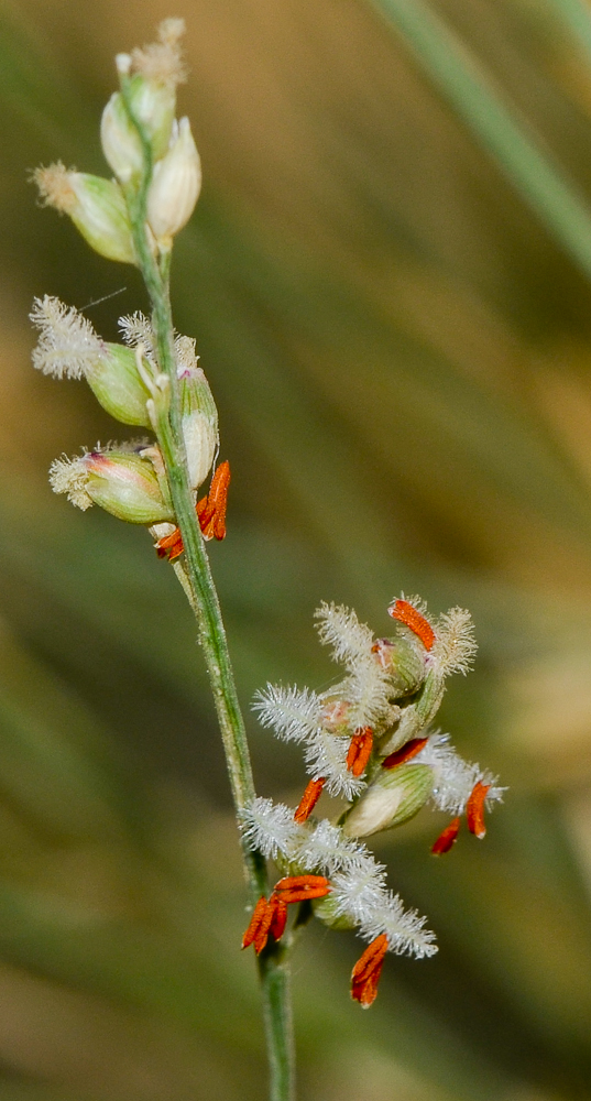 Изображение особи Panicum turgidum.