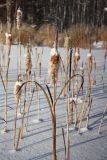 Typha latifolia. Высохшие прошлогодние плодоносящие растения. Иркутская обл., окр. спортивно-оздоровительного лагеря \"Политехник\", прибрежная полоса р. Ангара. 04.01.2014.