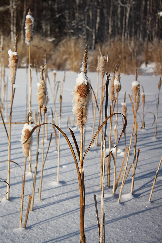 Изображение особи Typha latifolia.