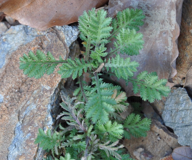 Image of genus Anthemis specimen.