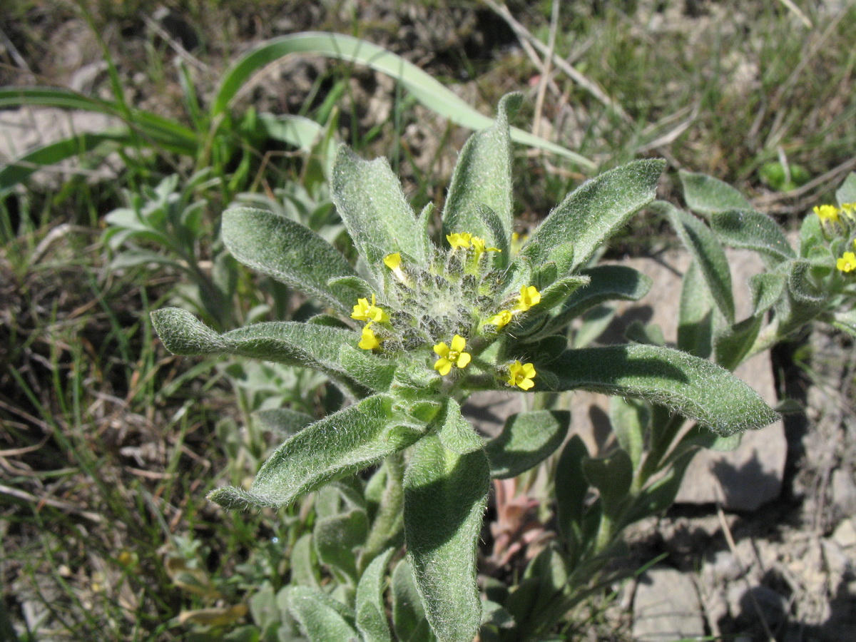 Image of Alyssum simplex specimen.