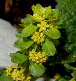 Cruciata laevipes