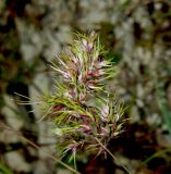 Poa subspecies vivipara
