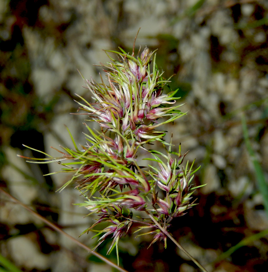 Изображение особи Poa bulbosa ssp. vivipara.