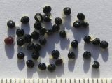 Image of taxon representative. Author is Сергей Банкетов