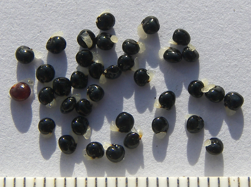 Image of Corydalis caucasica specimen.