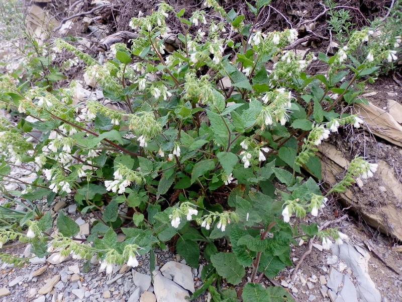 Image of Symphytum tauricum specimen.