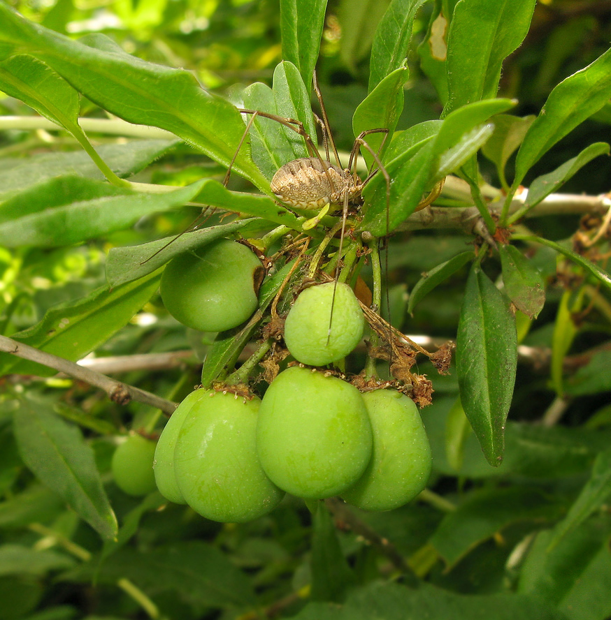 Изображение особи Prinsepia sinensis.