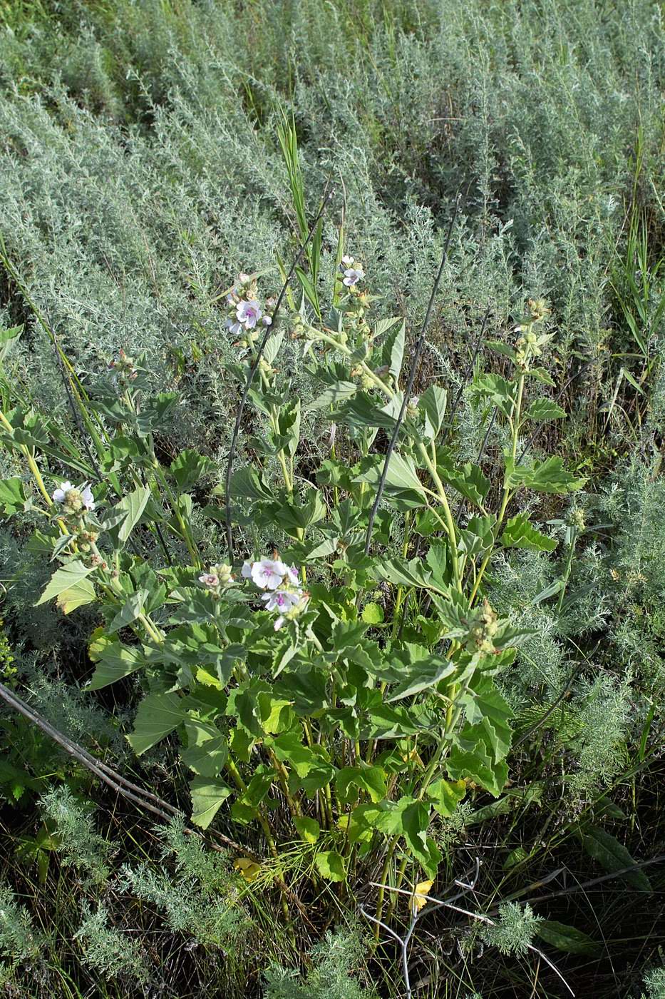 Image of Althaea officinalis specimen.