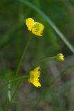 Ranunculus subspecies vytegrensis