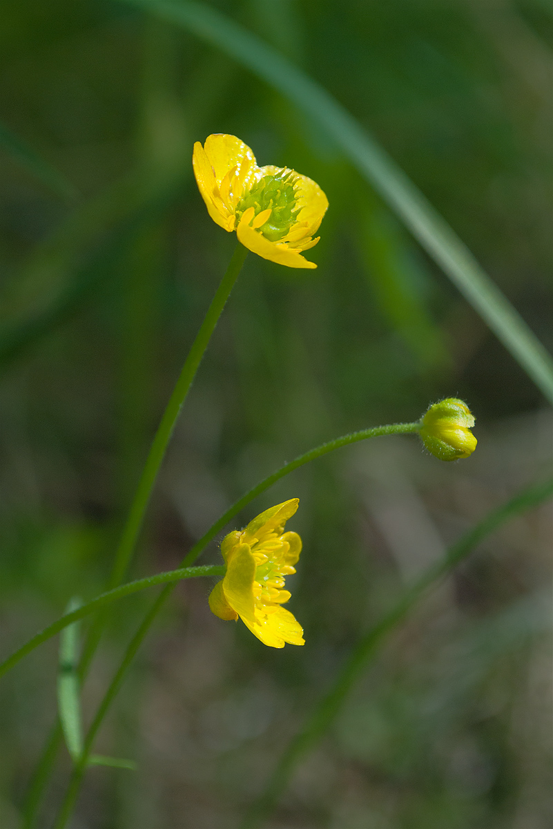 Image of Ranunculus monophyllus ssp. vytegrensis specimen.