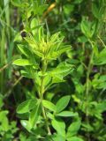 Chamaecytisus ruthenicus