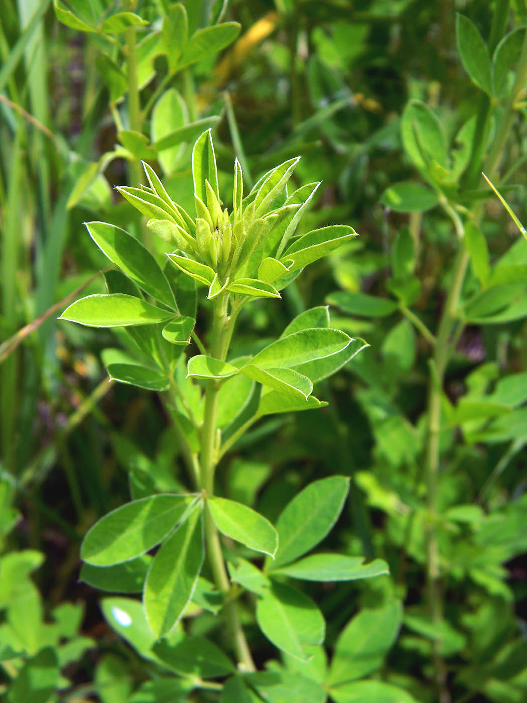 Image of Chamaecytisus ruthenicus specimen.