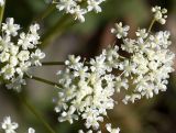 Pimpinella nigra