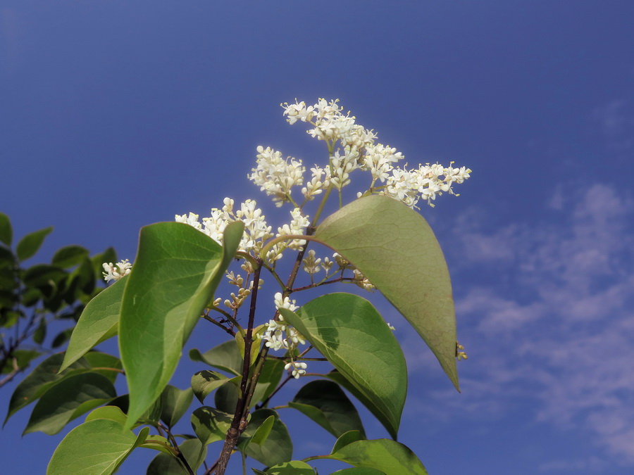 Изображение особи Syringa amurensis.