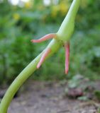 Impatiens parviflora