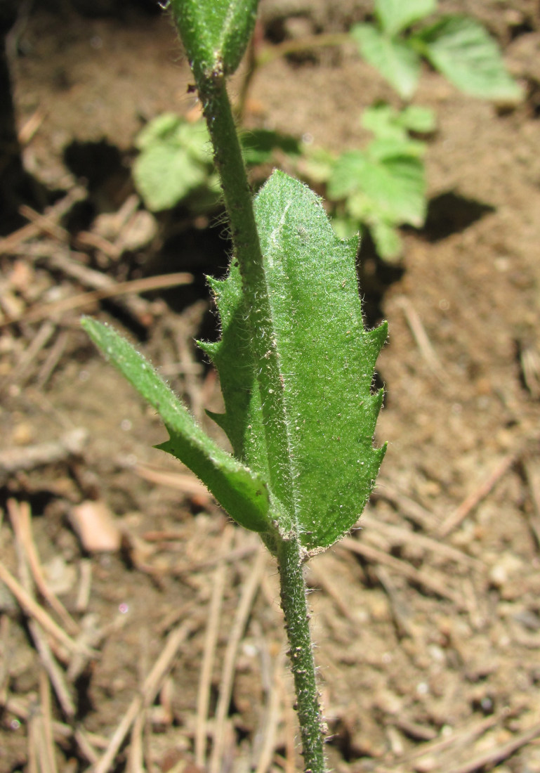 Image of Draba stylaris specimen.