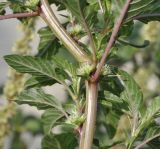 Amaranthus spinosus