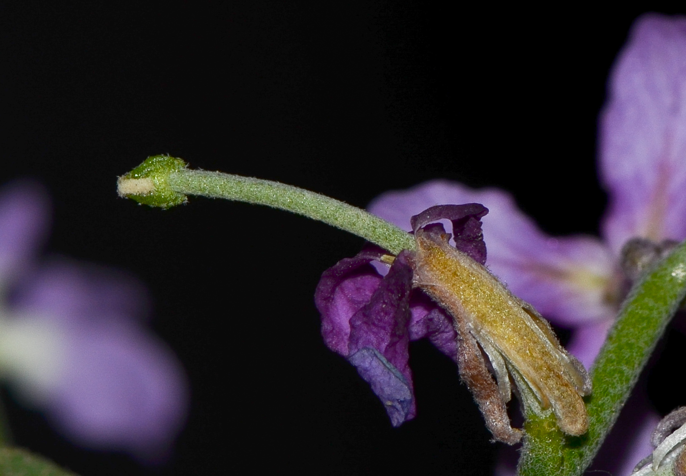 Изображение особи Matthiola fruticulosa var. bolleana.