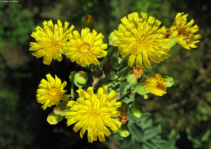 Изображение особи Hieracium virosum.