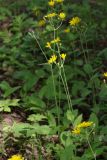 Hieracium koehleri. Побеги с соцветиями на разных стадиях развития. Санкт-Петербург, Пушкинский р-н, Павловский парк, под деревьями. 16.06.2016.