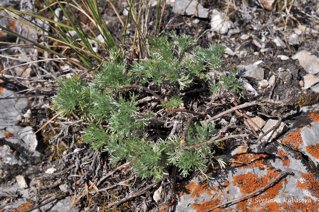 Image of Artemisia frigida specimen.