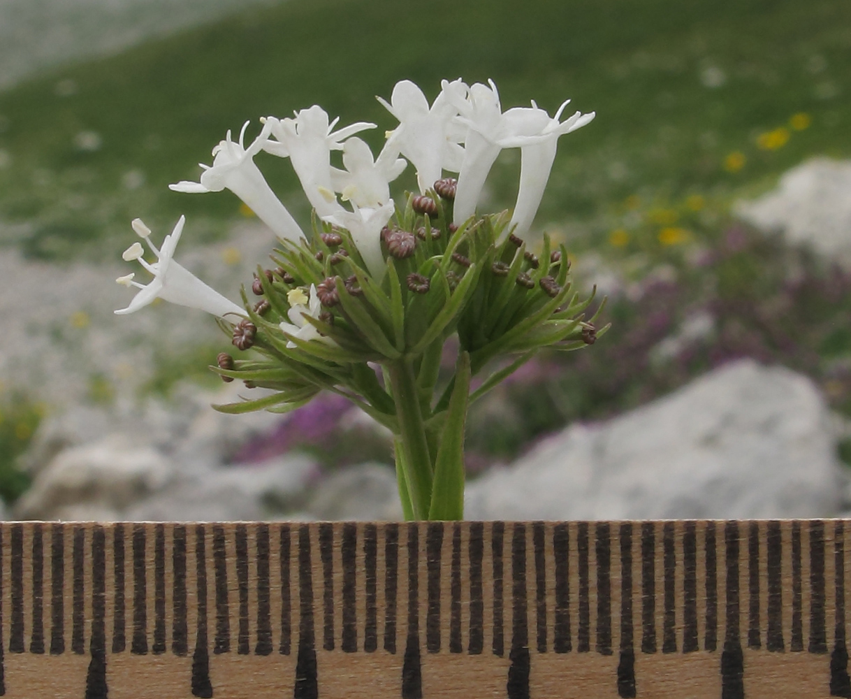 Изображение особи Valeriana alpestris.