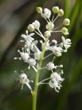 Maianthemum bifolium. Соцветие. Тверская обл., Кимрский р-н, окр. дер. Ларцево, лес. 01.06.2016.