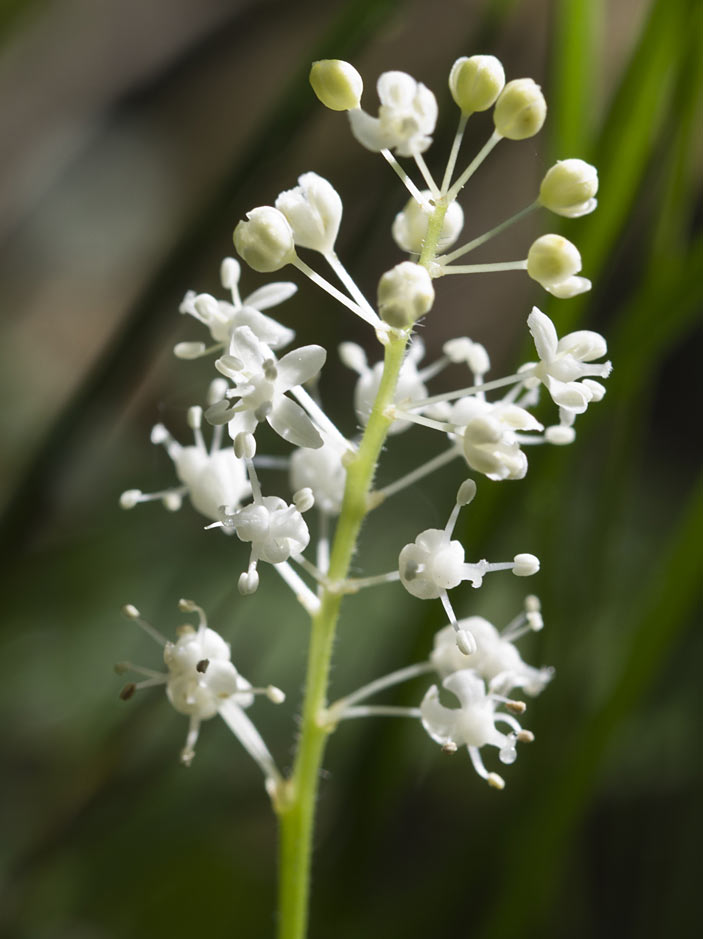 Image of Maianthemum bifolium specimen.