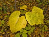 Tilia mandshurica. Молодая поросль с листьями в осенней окраске. Владивосток, Академгородок. 16 октября 2016 г.