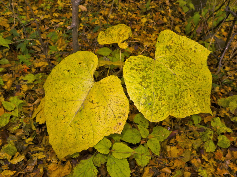 Изображение особи Tilia mandshurica.