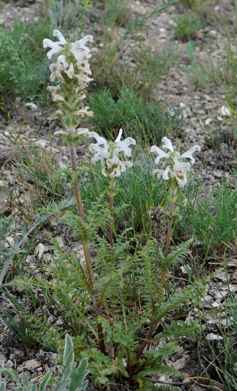 Изображение особи Pedicularis interrupta.