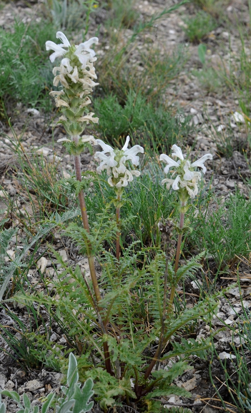 Image of Pedicularis interrupta specimen.