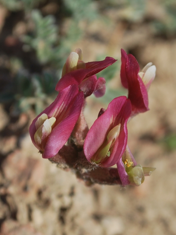 Image of Astragalus dolichocarpus specimen.