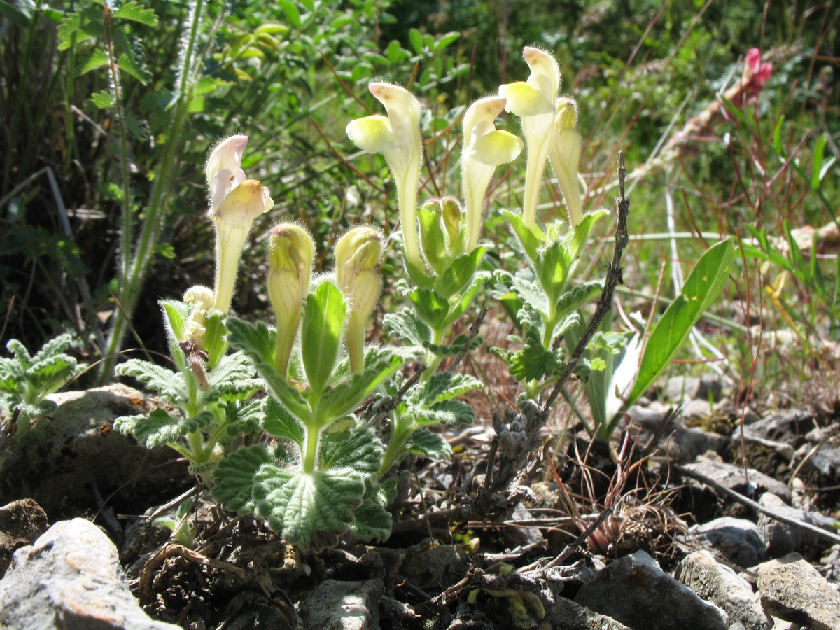 Image of Scutellaria linczewskii specimen.