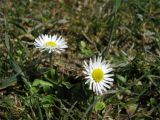 Bellis perennis