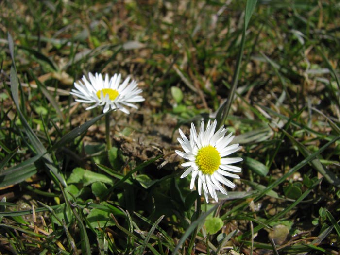 Image of Bellis perennis specimen.