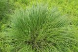 Carex omskiana