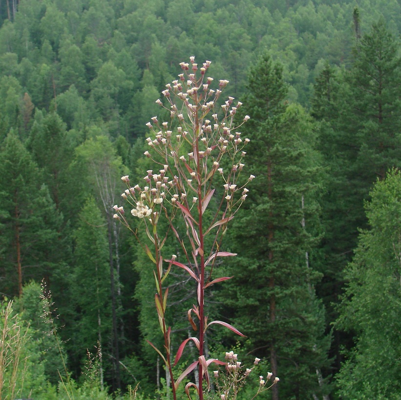 Image of Erigeron politus specimen.