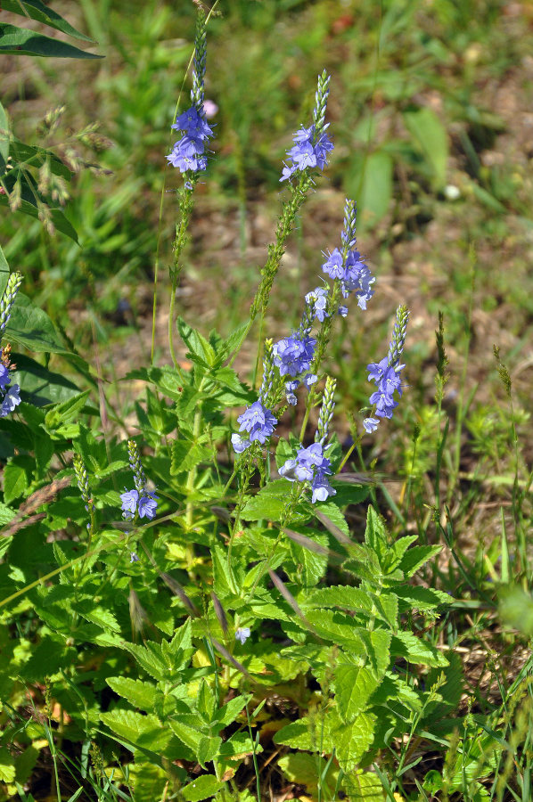 Изображение особи Veronica teucrium.