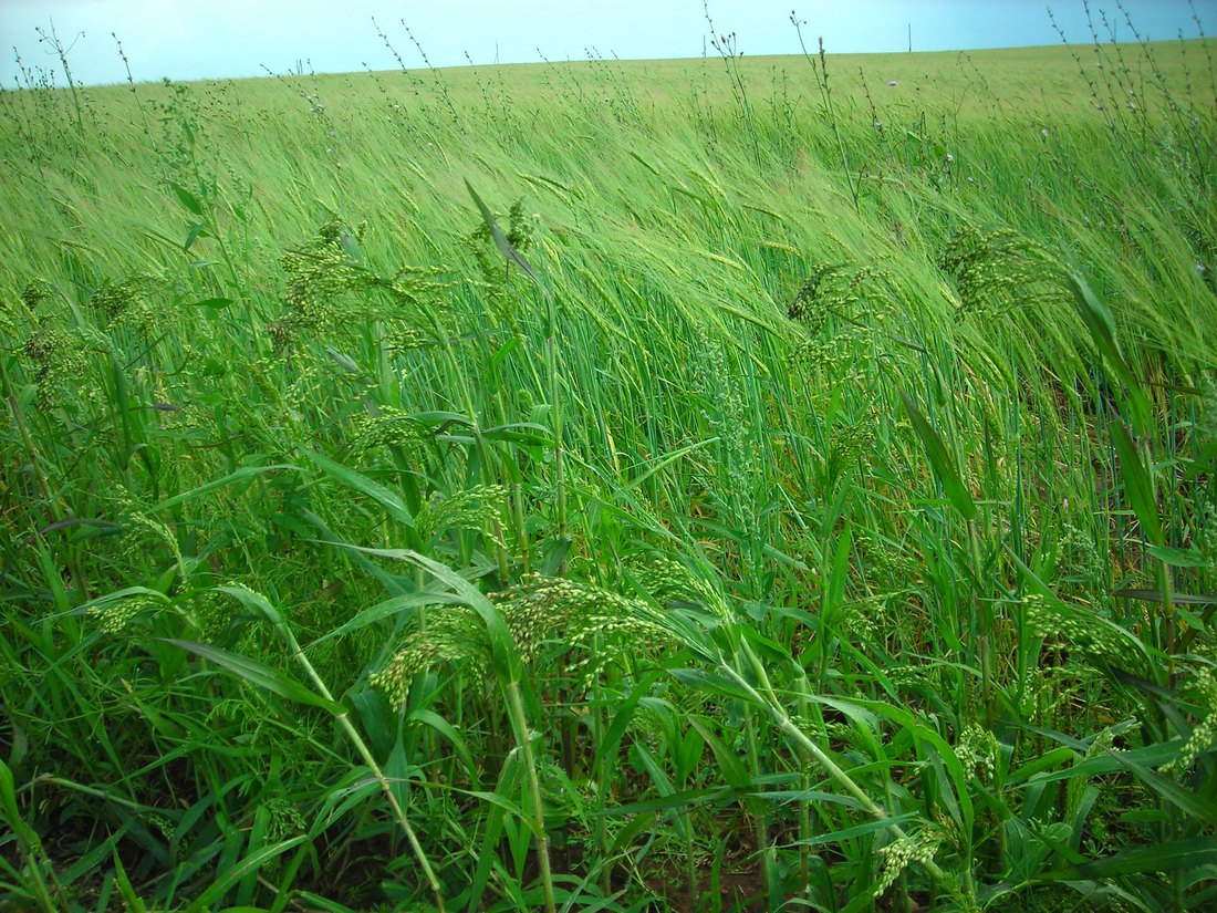 Image of Panicum miliaceum specimen.